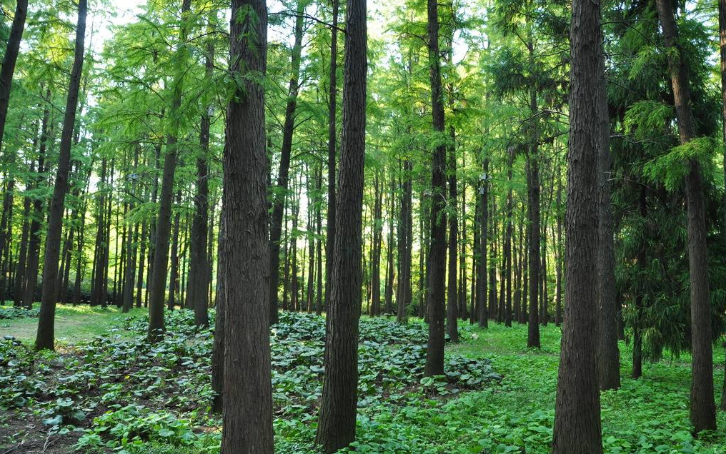 環(huán)保進(jìn)行時(shí) | 華洲木業(yè)，用行動(dòng)為地球發(fā)聲(圖3)