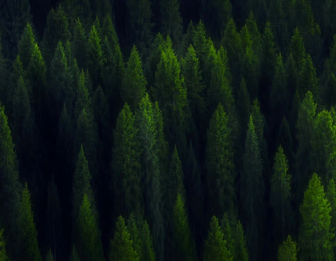 世界環(huán)境日|華洲無醛板，我是環(huán)保行動者！(圖3)