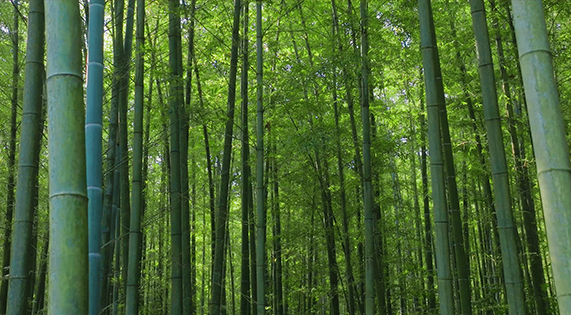 北緯25的竹林奇跡：用168小時(shí)鎖住1825天的自然饋贈