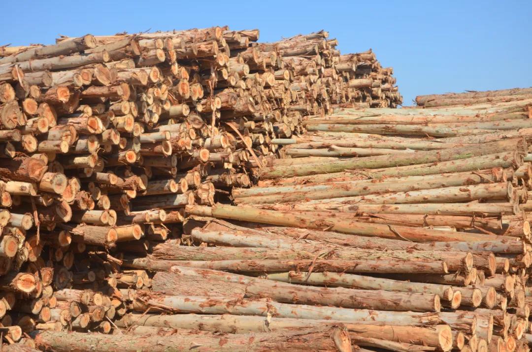 明星產(chǎn)品 | 華洲實木多層板誕生記！(圖1)