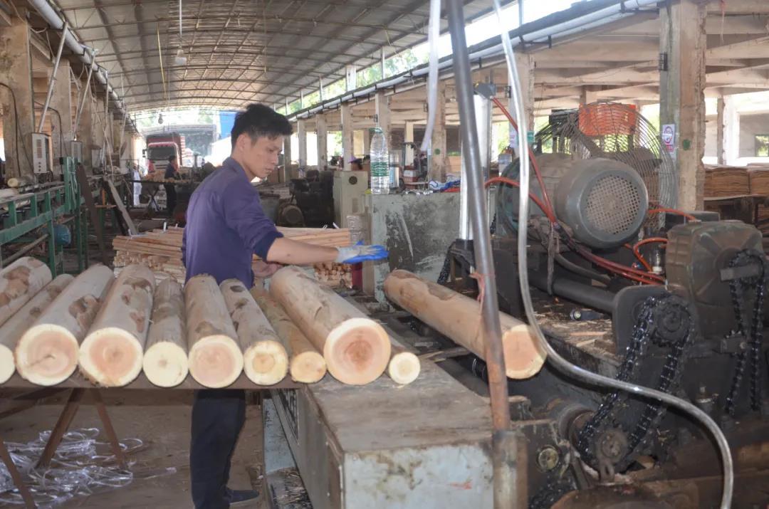 明星產(chǎn)品 | 華洲實木多層板誕生記！(圖2)