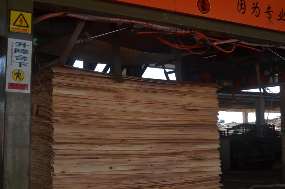 明星產(chǎn)品 | 華洲實木多層板誕生記！(圖5)