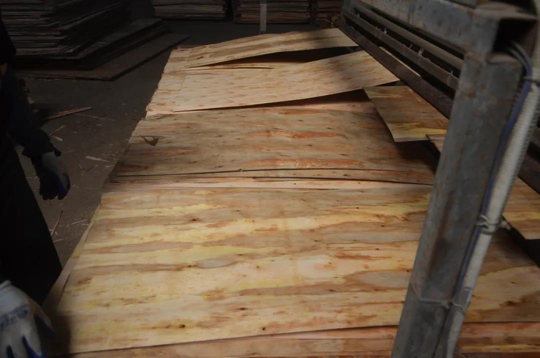 明星產(chǎn)品 | 華洲實木多層板誕生記！(圖9)