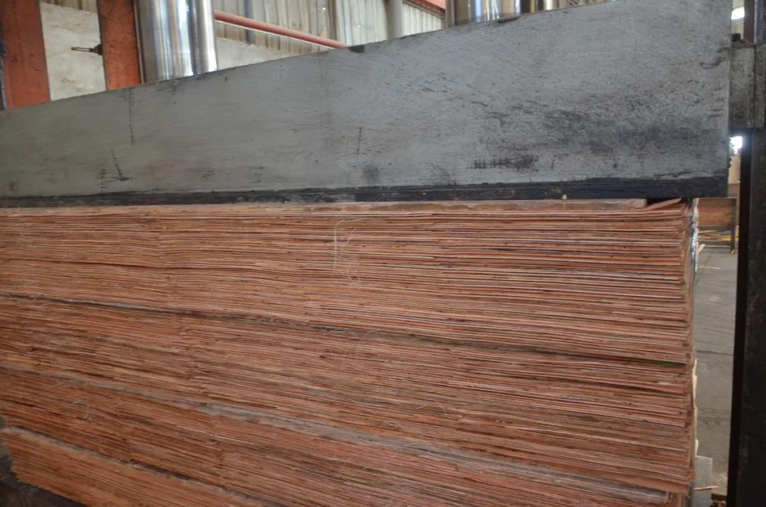 明星產(chǎn)品 | 華洲實木多層板誕生記！(圖14)