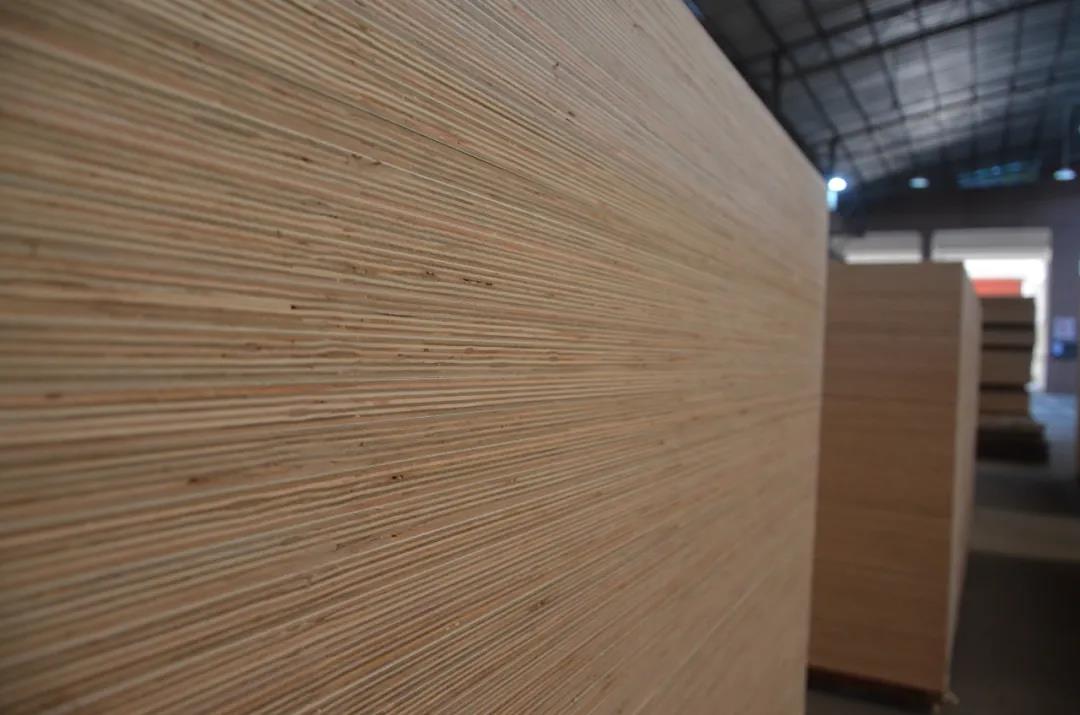 明星產(chǎn)品 | 華洲實木多層板誕生記！(圖21)