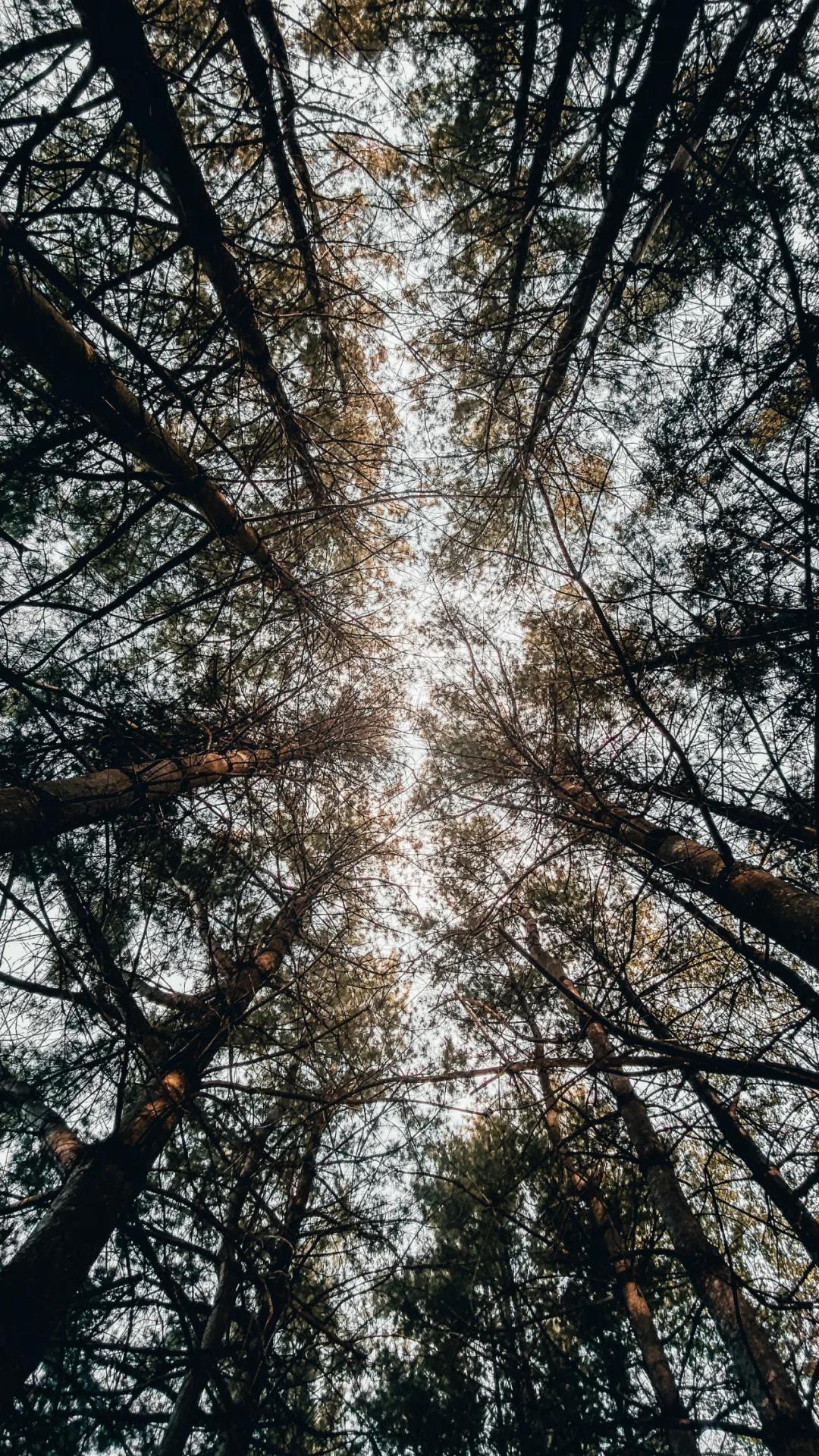 好材造好板 | 松木的自我修養(yǎng)(圖1) 好材造好板 | 松木的自我修養(yǎng)(圖1)