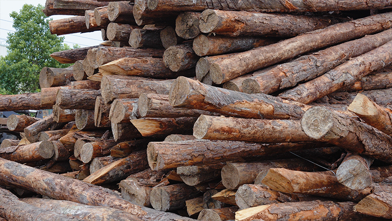 嚴(yán)格選材，只為一張好板材！(圖2)